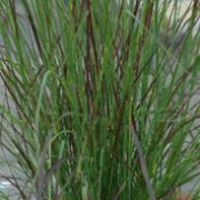 'Totnes Burgundy' is a dense, mound-forming deciduous perennial grass with dark green, linear leaves that turn wine-red as they mature. Large, arching panicles of grey-green spiklets bloom in late summer and early autumn. Eragrostis curvula 'Totnes Burgundy' added by Shoot)
