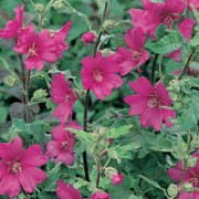 'Burgundy Wine' is a vigorous, evergreen, medium sized shrub with lobed, grey-green, downy leaves. From summer until autumn it has saucer-like, dark purple-pink flowers.  Lavatera x clementii 'Burgundy Wine' added by Shoot)