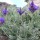 L. pinnata is a tender, compact shrub that has silver-sage green, narrow, fern-like foliage. In mid summer until early autumn it has blue-violet flowers. Lavandula pinnata added by Shoot)