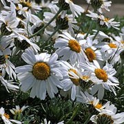 R. hosmariense is a spreading, bushy, sub-shrub with silver-grey, finely cut leaves, and white daisy flowers with yellow centres that bloom from spring to autumn. Rhodanthemum hosmariense added by Shoot)