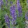  (24/03/2020) Aconitum napellus added by Shoot)