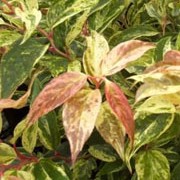 'Rainbow' is a low-growing, spreading, evergreen shrub with leathery, green leaves, marbled and spotted pink and cream. It has copper yellow new growth and bears small, conical, white blossoms under the branches in spring. Leucothoe fontainesiana 'Rainbow' added by Shoot)
