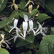 'Aureoreticulata' is a vigorous, twining, large, deciduous climber.  It has ovate, dark green with yellow veined leaves.  In summer it bears highly fragrant, white flowers that turn yellow, and bears glossy, black berries in autumn. Lonicera japonica 'Aureoreticulata' added by Shoot)