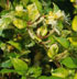 Lonicera japonica 'Horwood Gem' 