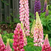 'Gallery Pink' is a dwarf, herbaceous perennial that forms dense clumps of green, palmate foliage and has long racemes of pink flowers from spring until summer.
 Lupinus polyphyllus 'Gallery Pink' added by Shoot)