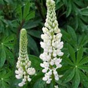 'Gallery White' is a dwarf, herbaceous perennial that forms dense clumps of green, palmate foliage and has long racemes of white flowers from spring until summer. Lupinus polyphyllus 'Gallery White' added by Shoot)