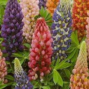 'Lulu' is a mix of dwarf, herbaceous perennials that form clumps of green leaves and have long racemes of flowers, ranging in colour from brick red, to purple, to cream, from spring until summer. Lupinus regalis 'Lulu'  added by Shoot)