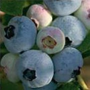 'Chandler' is an upright shrub with attractive white flowers in spring and early fruiting blueberries with a white bloom in summer. Thisn variety produces very large berries. Vaccinium corymbosum 'Chandler' added by Shoot)