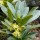  (06/06/2020) Daphne laureola subsp. philippi added by Shoot)