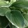 'Frosted Jade'
 Hosta 'Frosted Jade' added by Shoot)