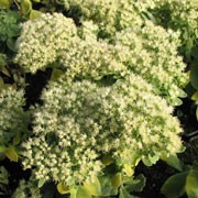 'Iceburg' forms a clump with thick stems and broad elliptic, grey-green leaves and flat cymes of white flowers. Sedum spectabalis 'Iceburg' added by Shoot)