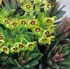 Euphorbia x martini 'Tiny Tim'