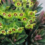 'Tiny Tim' is a dwarf, evergreen sub-shrub with narrow, dark grey-green leaves. It bears open sprays of greenish-yellow, sometimes purple-eyed, flowers in spring and summer. Euphorbia martinii 'Tiny Tim' added by Shoot)
