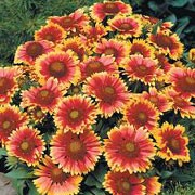 ‘Arizona Sun’ is a compact perennial (often grown as an annual) with narrow leaves and large, bright red-orange, daisy-like flowerheads with yellow tips in summer and autumn. Gaillardia aristata ‘Arizona Sun’ added by Shoot)