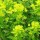 Euphorbia wallichii added by Shoot)
