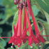 Fuchsia boliviana
