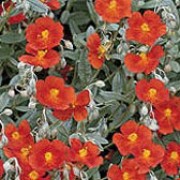'Henfield Brilliant' is vigorous, spreading, evergreen shrub with linear, grey-green leaves and single, bright orange flowers in late spring and early summer. Helianthemum 'Henfield Brilliant' added by Shoot)