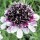'Burgundy Bonnets' is an erect, branching, wiry-stemmed perennial with mid-green leaves and flowers in varying shades of burgundy-red, pink, mauve, and white in summer and early autumn. Scabiosa 'Burgundy Bonnets' added by Shoot)