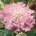 'Pink Mist' is an upright, branched perennial with linear or lobed grey-green leaves and pink flowers with paler centres in summer and early autumn. Scabiosa columbaria 'Pink Mist' added by Shoot)