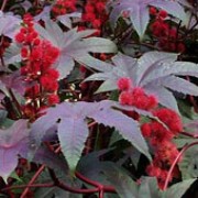 'Carmencita' is a tall, well-branched, evergreen shrub, usually grown as an annual, with lobed, dark bronze-red leaves, red stems, and bright red female flowers in summer followed by round, red-brown capsules covered in soft spines in autumn. Ricinus communis 'Carmencita' added by Shoot)