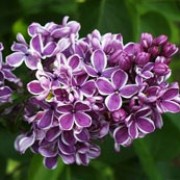 'Purple Sensation' is a compact, deciduous shrub with heart-shaped, mid-green leaves and fragrant, deep purple flowers edged in white from late spring to early summer. Syringa vulgaris 'Purple Sensation' added by Shoot)