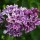 'Purple Sensation' is a compact, deciduous shrub with heart-shaped, mid-green leaves and fragrant, deep purple flowers edged in white from late spring to early summer. Syringa vulgaris 'Purple Sensation' added by Shoot)