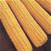'Kelvedon Glory' is a tall, annual, cereal grass bearing edible yellow kernels on large ears in autumn. This variety is an early and heavy cropper. Zea mays 'Kelvedon Glory' added by Shoot)