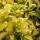 'Aureo Marginata' is a very dense oval shaped shrub with golden waxy foliage. Euonymus japonicus 'Aureo Marginata' added by Shoot)
