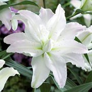 'Miss Lucy' is a rare and delicate white lily, with double petals and no staymens or pollen, flowering in summer. Lilium 'Miss Lucy' added by Shoot)