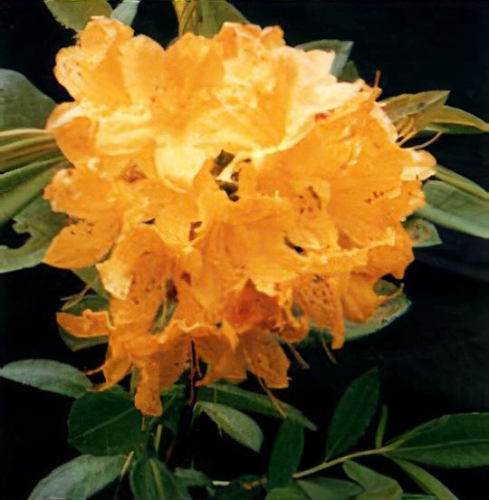 Rhododendron molle subsp. japonicum 