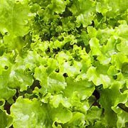 'Salad Bowl' is a loose-leaf lettuce with dense leafy green heads. Individual leaves are picked over a long period.  Lactuca sativa 'Salad Bowl' added by Shoot)