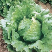 'Jefferson' forms a dense heart of curved, curled, crisp green leaves. This is an iceberg or crisphead variety suitable for an early harvest. Lactuca sativa 'Jefferson' added by Shoot)