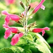 'Tangerine Sage' is a tender, tall perennial with tangerine scented leaves and narrow trumpet shaped flowers in late summer. Salvia elegans 'Tangerine Sage' added by Shoot)