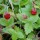 Fragaria vesca added by Shoot)