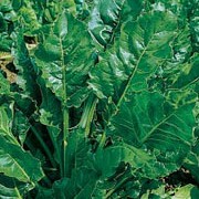 'Perpetual Spinach' is a leafy, dark green vegetable, related to the beet, with edible dark green thick stems and ribbed foliage. Beta vulgaris flavescens 'Perpetual Spinach' added by Shoot)