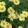  (02/02/2022) Argyranthemum 'Jamaica Primrose' added by Shoot)