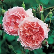 'Strawberry Hill' is an English rose. It is a strong-growing, healthy shrub with large, glossy leaves, and very fragrant, pink cup-shaped flowers in the early stages, gradually turning to a lighter pink at the edges of the petals, exposing glimpses of yellow stamens at the centre. Rosa 'Strawberry Hill' added by Shoot)