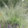 Molinia caerulea subsp. arundinacea 'Transparent' (Purple moor grass 'Transparent') Added by Nicola