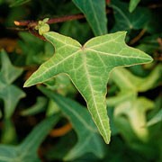 'Light Fingers' is an evergreen climbing shrub with yellow leaves divided into narrow, triangular lobes. Hedera helix 'Light Fingers' added by Shoot)