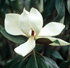 Magnolia grandiflora 'Gallissonniere'