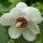  (06/05/2019) Magnolia sieboldii added by Shoot)