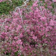 'Royal Beauty' is a narrow spreading, deciduous tree with a weeping habit. It has reddish-bronze foliage with very deep pink flowers in the spring. Dark red apples appear in the fall.  Malus 'Royal Beauty' added by Shoot)