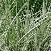 ‘Variegatus’ is a deciduous grass with narrow, arching, green leaves that are striped white. In late summer silky, feathery, purple-flushed, flower panicles appear.  Miscanthus sinensis ‘Variegatus’ added by Shoot)