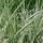 ‘Variegatus’ is a deciduous grass with narrow, arching, green leaves that are striped white. In late summer silky, feathery, purple-flushed, flower panicles appear.  Miscanthus sinensis ‘Variegatus’ added by Shoot)
