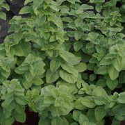 'Hot & Spicy' is a bushy, herbaceous perennial with ascending, purple-brown stems and ovate leaves that are green flushed with red. Purple-pink flowers appear in summer. Origanum vulgare 'Hot & Spicy' added by Shoot)