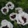'Perry's White' is an upright, herbaceous perennial with downy, divided, green leaves. It develops large, papery, white flowers with a black and purple centre in summer. Papaver orientale 'Perry's White' added by Shoot)
