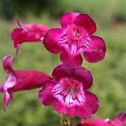 'Port Wine' is a semi-evergreen perennial with green leafy stems that are tinged red. From mid summer to early autumn, it bears racemes of deep red-purple, bell-shaped flowers with white striped throats. Penstemon 'Port Wine' added by Shoot)
