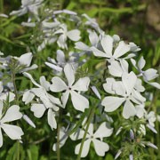 'May Breeze' is an evergreen, clump forming, upright, herbaceous perennial with narrow green leaves and very pale blue, fragrant flowers that bloom in late spring. Phlox divaricata 'May Breeze' added by Shoot)