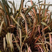 'Flamingo' is an evergreen, clump-forming perennial with leathery, short, arching, sword shaped leaves that are striped orange, rose, light green and yellow. Phormium cookianum 'Flamingo' added by Shoot)