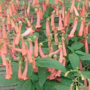 'Funfare Orange' is an evergreen, woody-based perennial with elongated, green foliage and arching spikes of subtle orange trumpet flowers spiralling up the stems from summer until autumn.    Phygelius 'Funfare Orange' added by Shoot)
